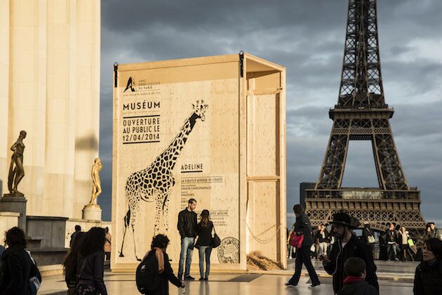 Animal Crates In Paris To Celebrate Zoo’s Opening – Feel Desain | your ...